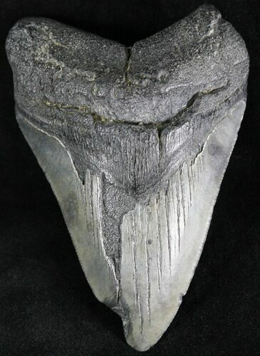 Bargain Megalodon Tooth - South Carolina #28421